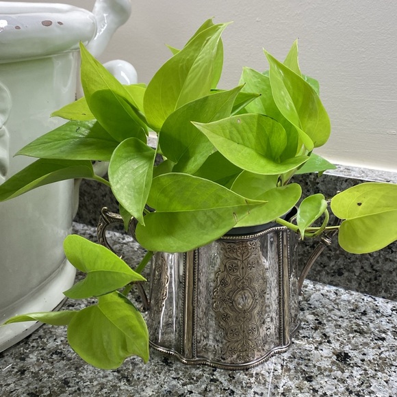 Antique Victorian Silver Plate Waste Bowl - Picture 2 of 12